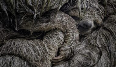 Snoozing sloths and dazzling bees: Close-up Photographer of the Year 2025 shortlist revealed