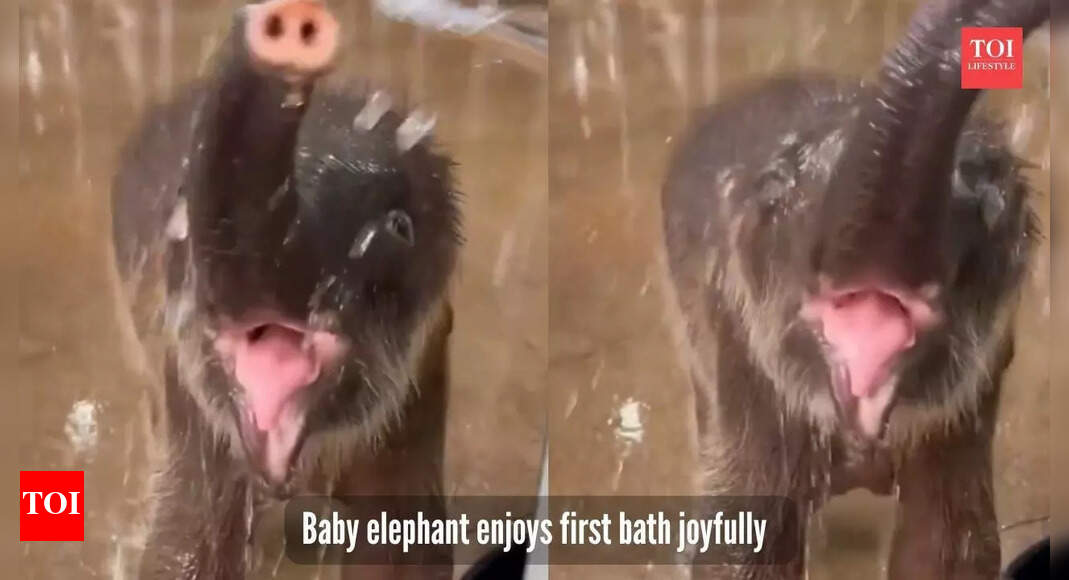 Baby elephant enjoying its first bath is pure joy; social media calls it his 'self-care routine' |