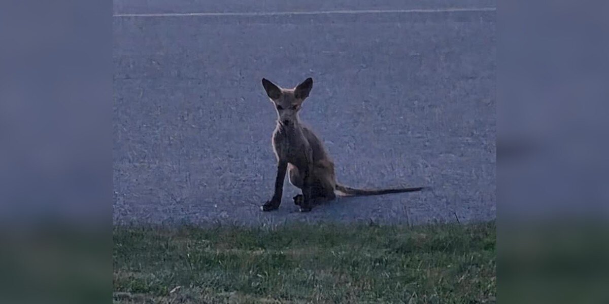 'Elusive Creature' Sits Bare And Shivering In Driveway, Waiting For Help To Come