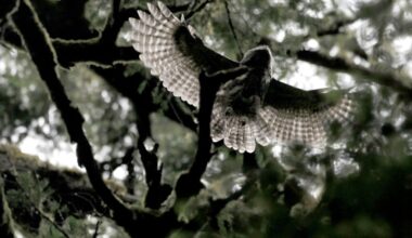 A barred owl fledgling soars through the trees at Muir Woods in California
