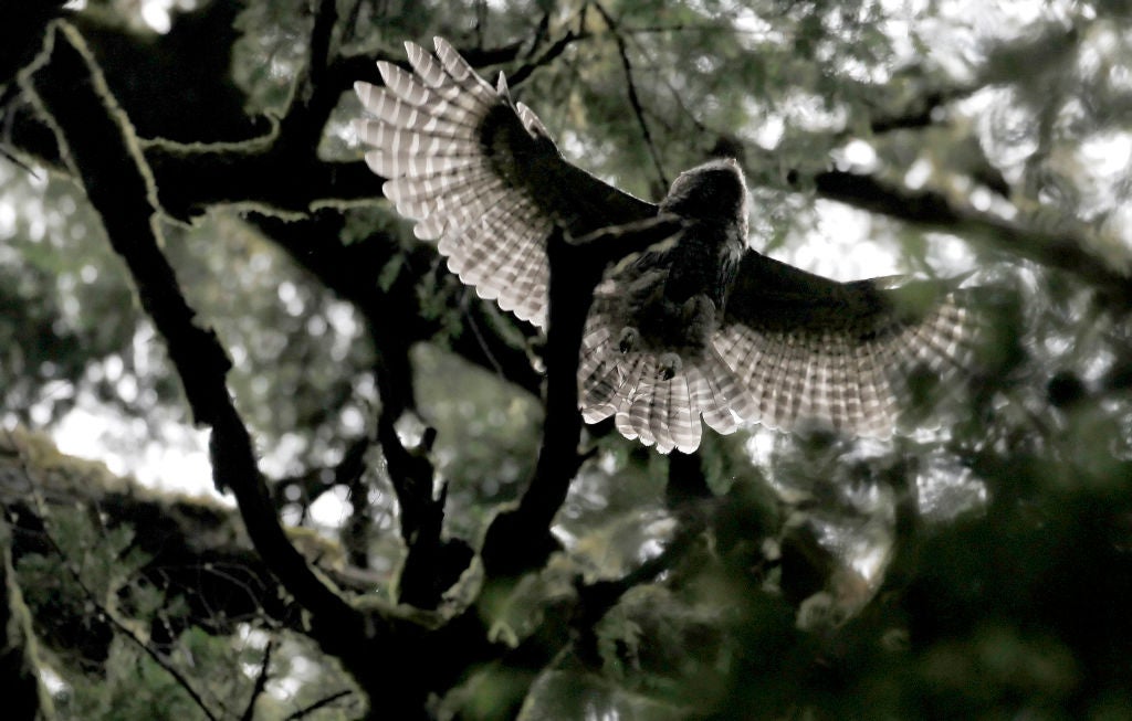 A barred owl fledgling soars through the trees at Muir Woods in California