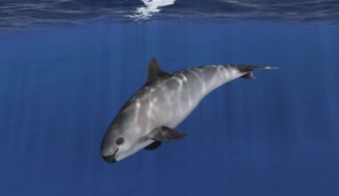 Two Vaquita Calves Offer Flicker of Hope for Most Endangered Porpoises on Earth