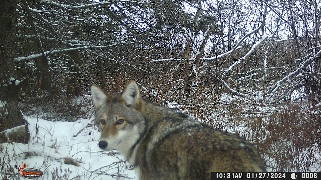 A coyote looks toward the camera lens in a wooded area.