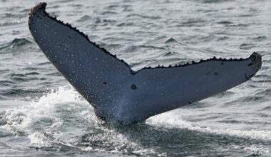 DFO investigating 3rd whale death off B.C.'s coast within weeks
