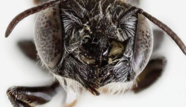 New 'Lucifer' bee with devil-like horns discovered in Australia