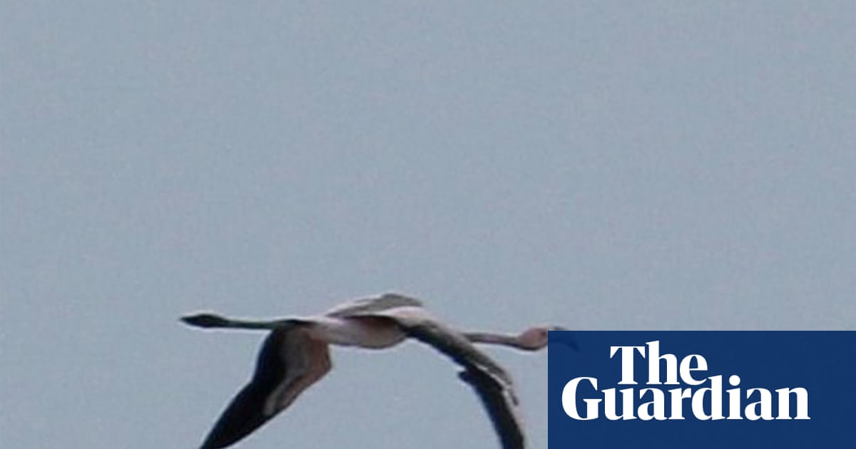 Frankie the flamingo wins her freedom after flying to France from Cornwall | Cornwall