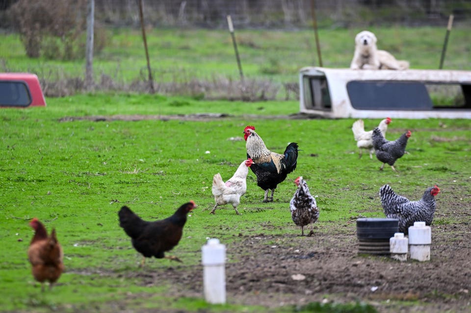 Bird Flu in California