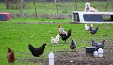 First Human Bird Flu Case In The U.S. Occurs After 9 Months. Here’s What To Know