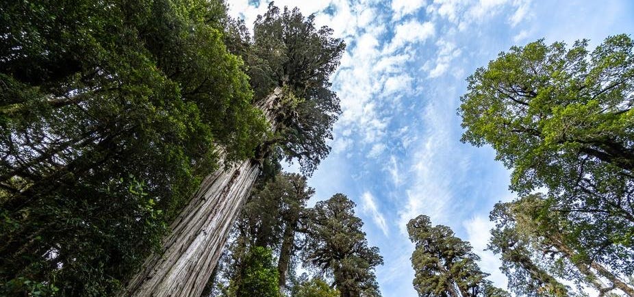 Patagonian Cypress forest in the Chilean Patagonia