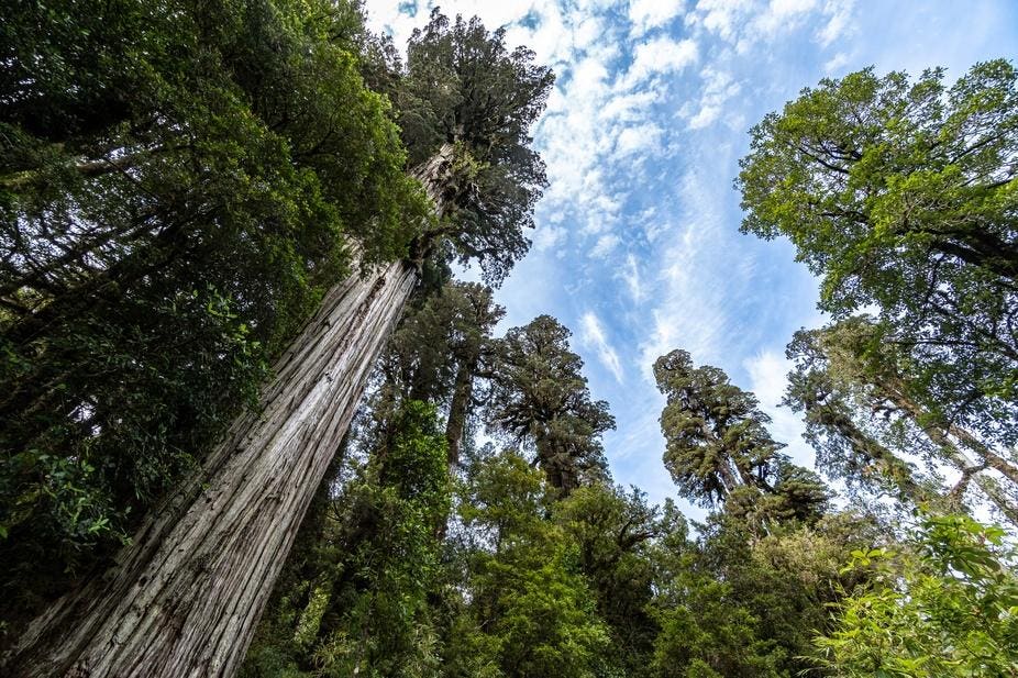 This Ancient Cypress Tree Has Lived Through 5 Ice Ages—And Is Still Growing Today
