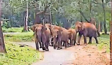 A herd of elephants along the Pakkam–Kuruva Road on the Chekady forest path chasing a vehicle (video grab)