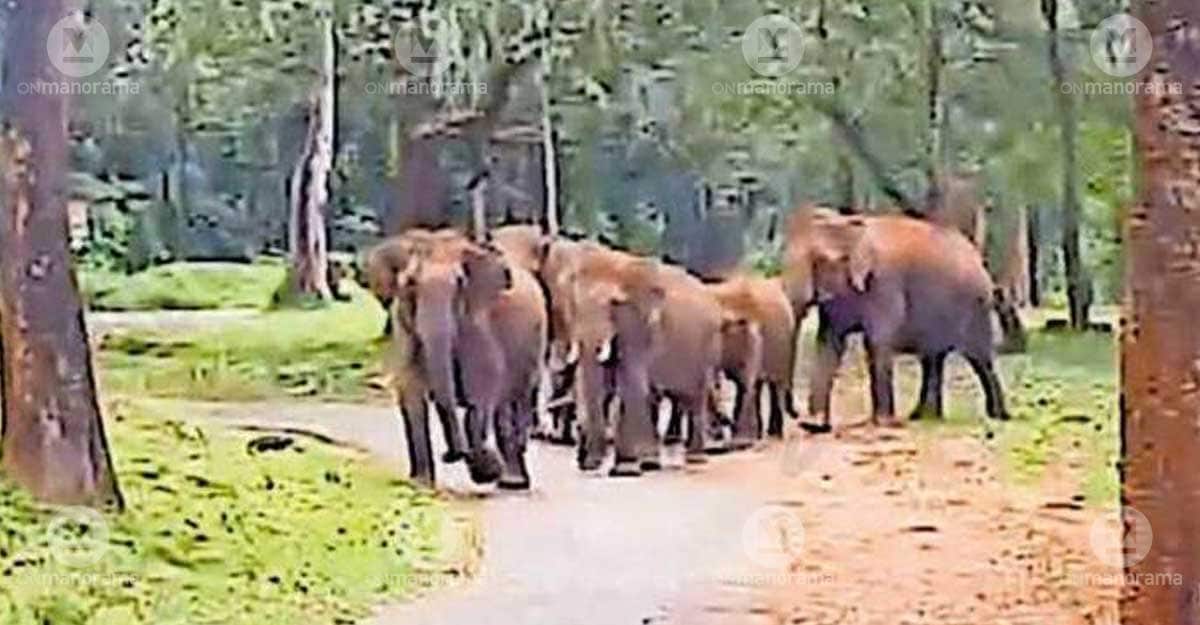 A herd of elephants along the Pakkam–Kuruva Road on the Chekady forest path chasing a vehicle (video grab)