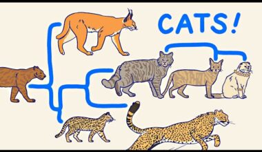 All the Cats, Explained