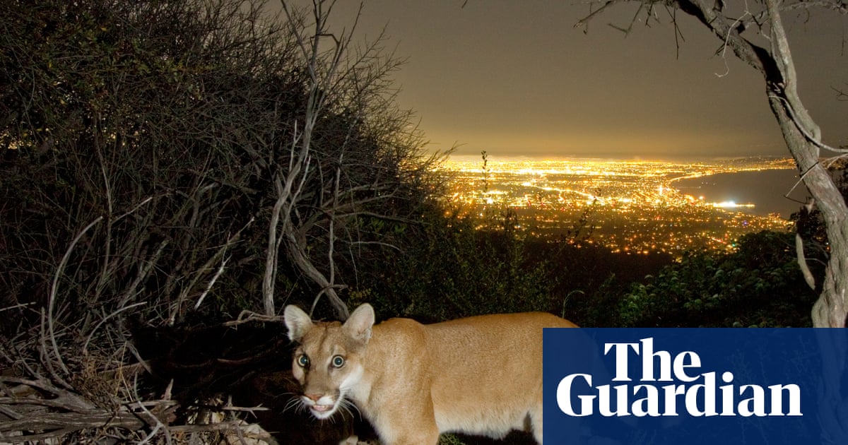 Can mountain lions make a comeback in the US north-east? One group hopes so | Vermont