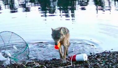Video shows a wild wolf stealing fish in a first possible tool use