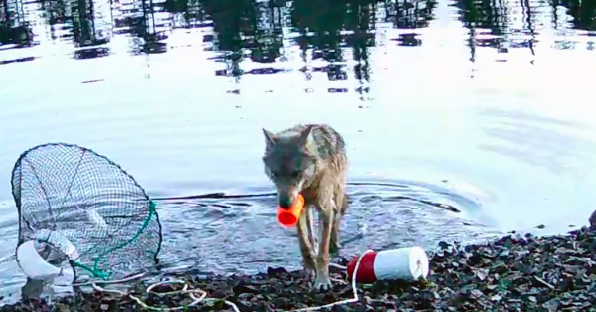 Video shows a wild wolf stealing fish in a first possible tool use