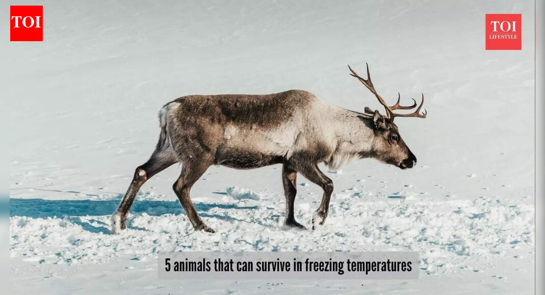 ​5 animals that can survivein extremely cold temperatures​