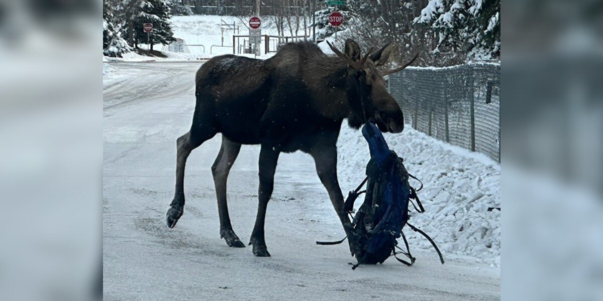 Moose Stumbles Through Town Dragging A Bizarre Object From His Antlers