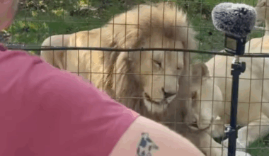 Three lions have the most beautiful reaction to a man singing a Guns N' Roses song to them