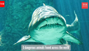 ​5 lesser-known dangerous animals around the world​