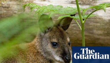 Tell us: have you spotted or heard about escaped wallabies in your area? | Animals
