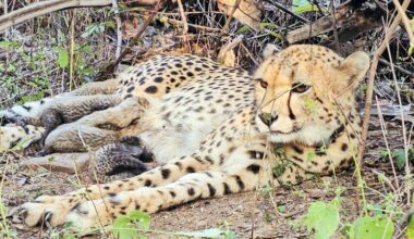 First India-born Cheetah gives birth to 5 cubs
