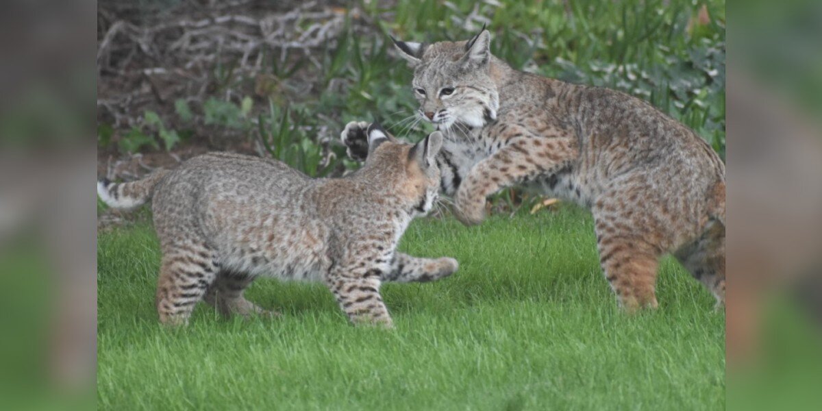 'Beautiful' Wild Cat Mama And Baby Turn Backyard Into Their Personal Playground
