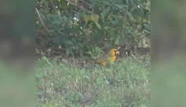 Gardener Sees 'Yellow Blob' In The Grass — And Finds A One-In-A-Million Animal