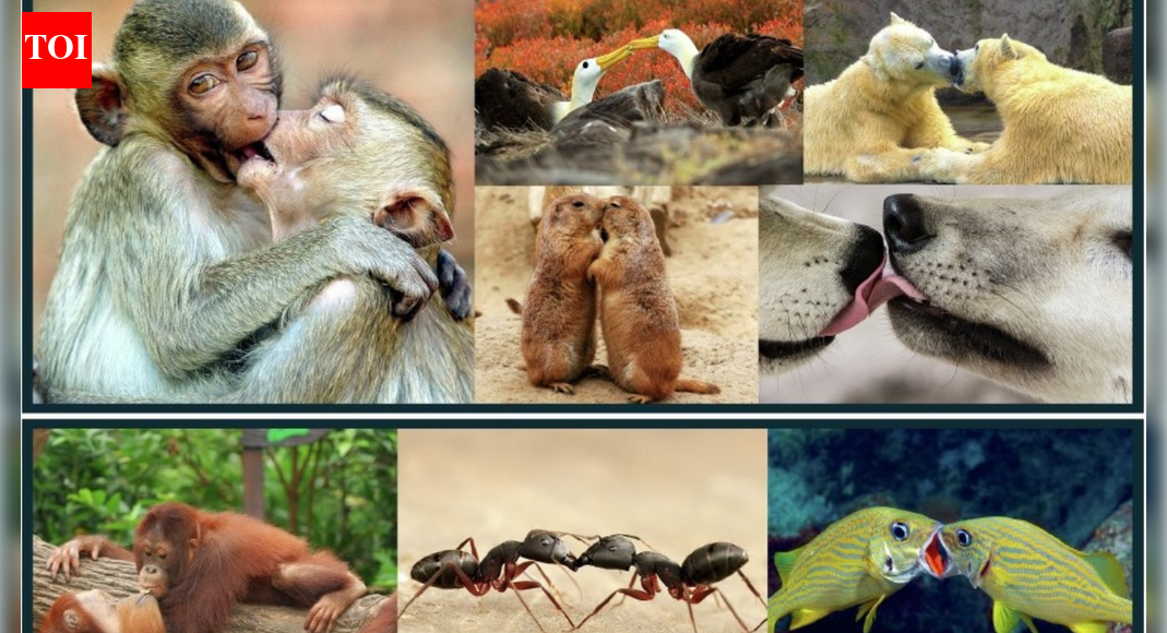 We stole our smooch from apes from 21mn years ago | India News