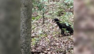 Flightless Eagle 'Stumbles' Through The Woods Until A Pair Of Heroes Arrive