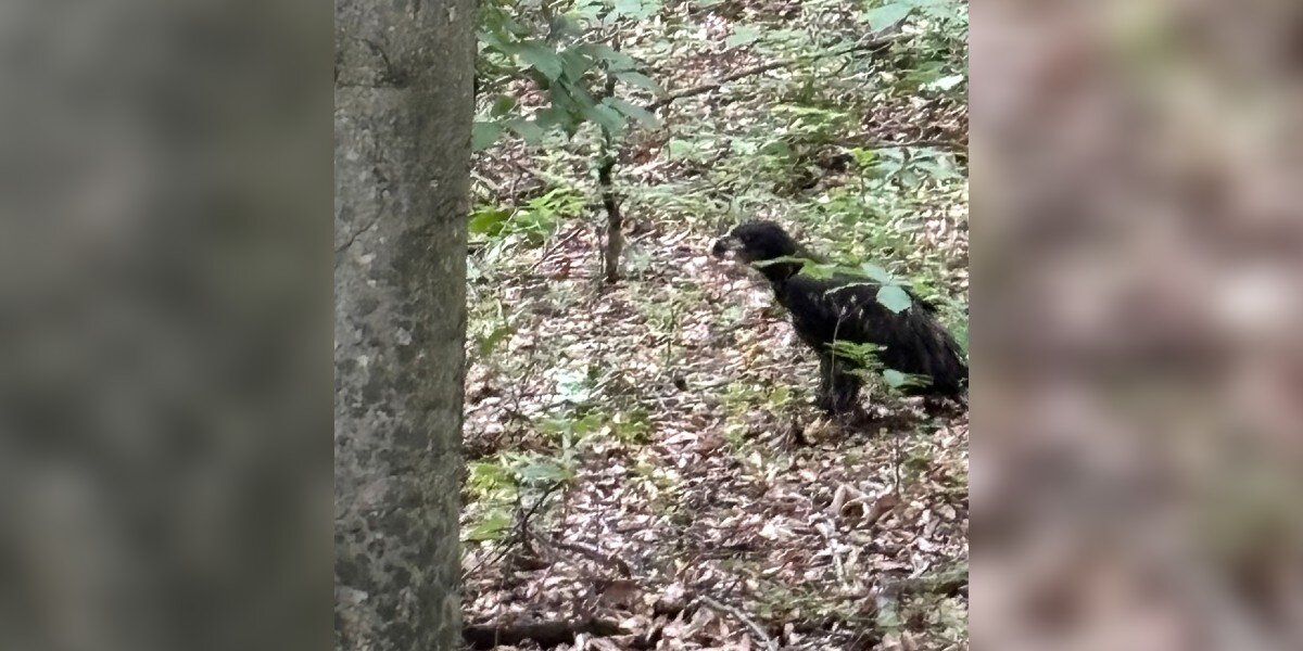 Flightless Eagle 'Stumbles' Through The Woods Until A Pair Of Heroes Arrive