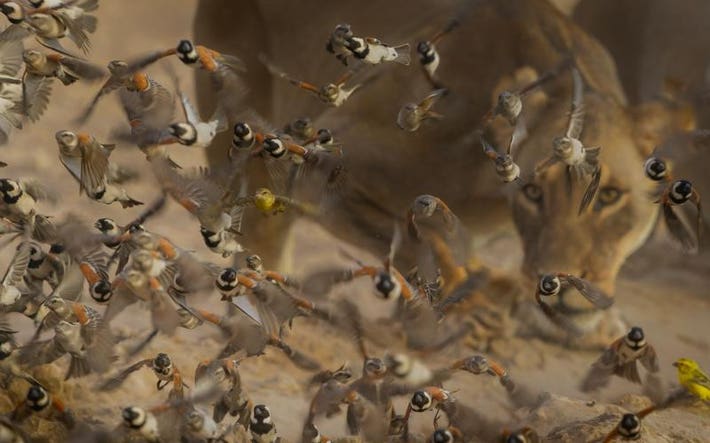 Nature Photographer of the Year: A lioness approaches a big flock of small birds.