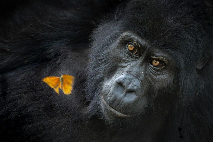 In an Impenetrable forest in Uganda, a young female mountain gorilla observes a yellow butterfly.