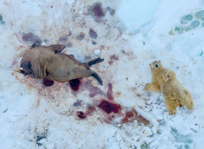 An exhausted polar bear laying next to a big walrus it had just killed.