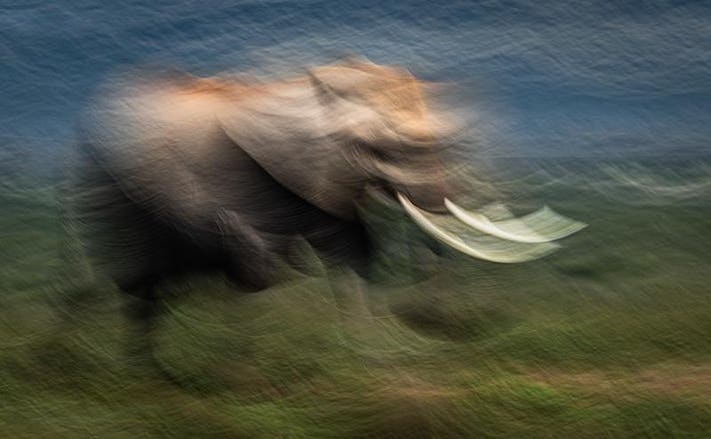 Nature Photographer of the Year: an elephant in movement in South Africa.