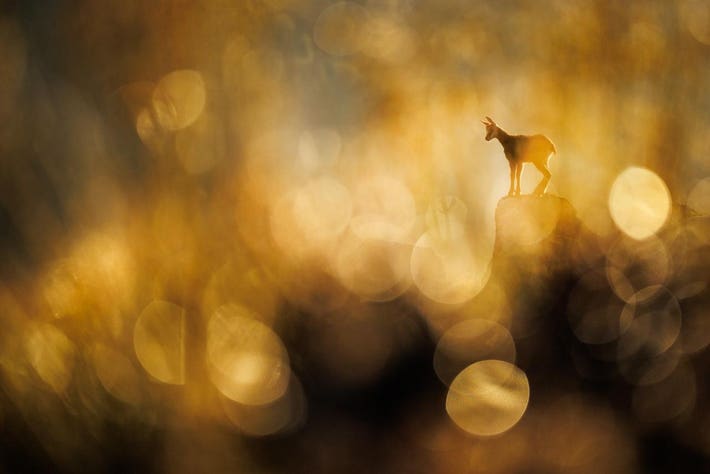 A dreamy image of a chamois at the top of a rock in the French Vosges Mountains.