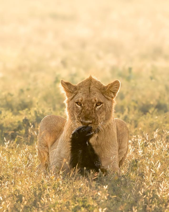 Nature Photographer of the Year : A honey badger courageously facing a lion.