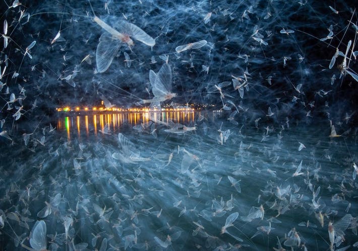 Nature Photographer of the Year : Swarms of Danube mayflies flying above the river.
