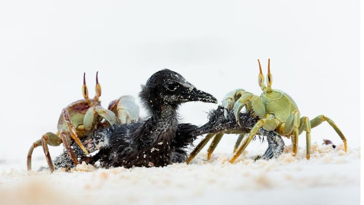 Nature Photographer of the Year: A small bird being eaten alive by crabs.