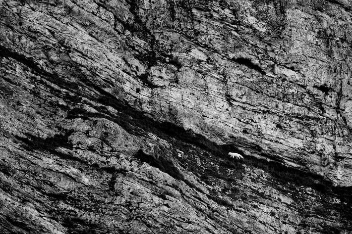 An Artic Fox climbing the ridge of a rocky mountain in Norway.