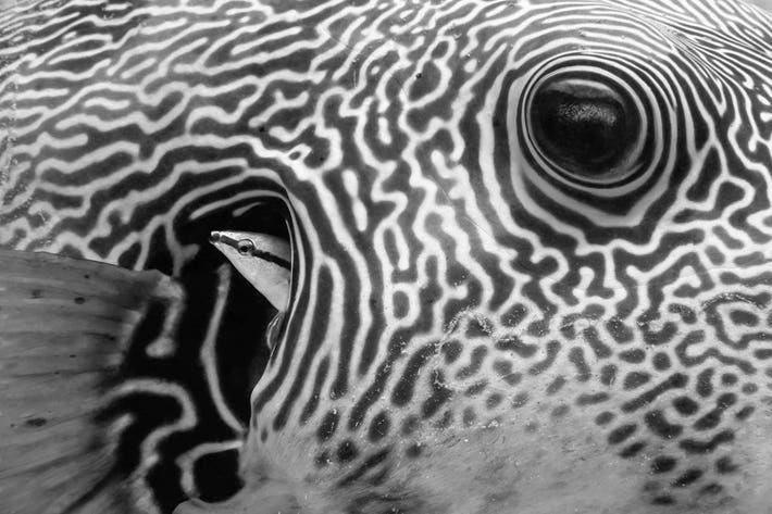 A big Starry Puffer fish being cleaned by a small Cleaning Wrasse fish.