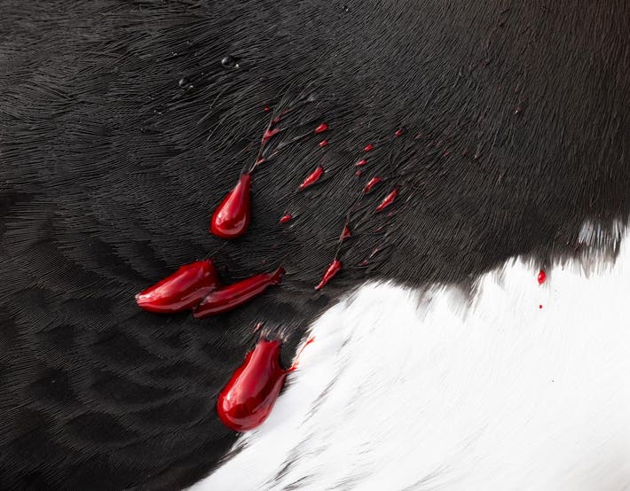 Red blood drops contrast against the black plumage of a wounded bird.