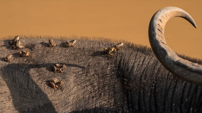 Tiny frogs, glistening like bronze beads, perched on the back of a water buffalo.