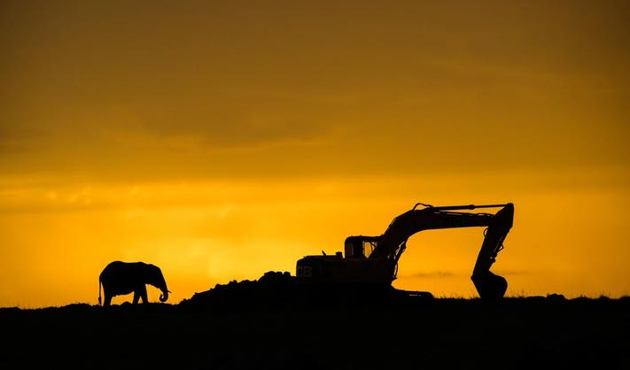 AN elephant pases by a big digger working on aa road in Africa's Maasai Mara.