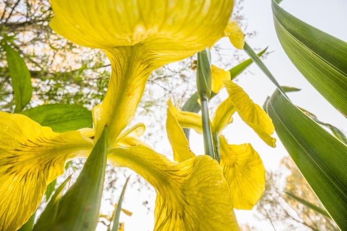 Cloe Up of yellow flowers from the perspective of an ant's eye.