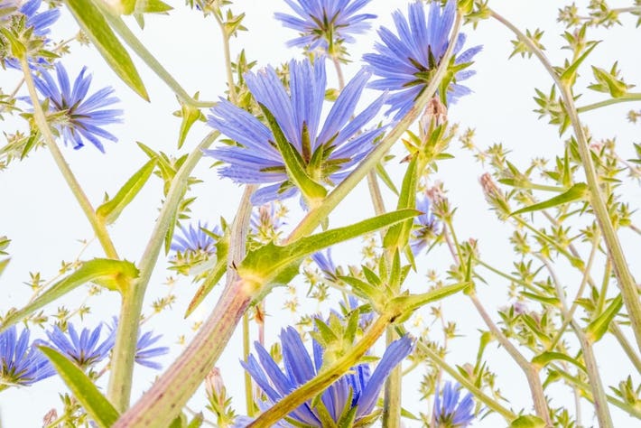 Cloe Up of blue flowers from the perspective of an ant's eye.