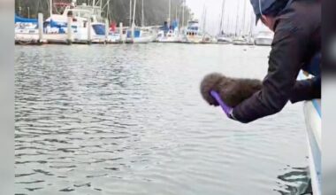 Rescuers Play Stranded Baby's Cries Over Speaker — And Gasp When An Otter Appears