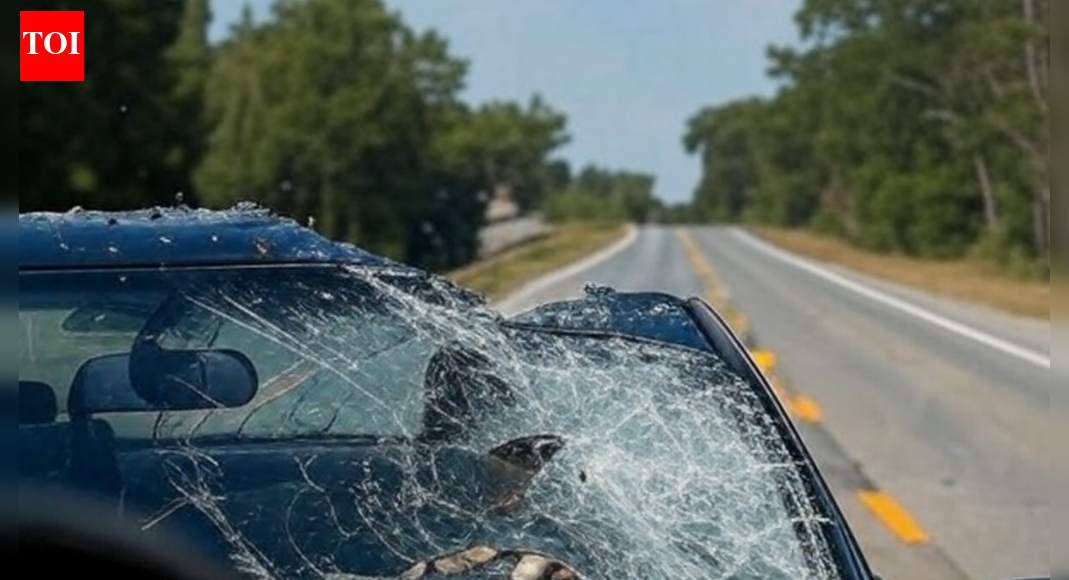 'Craziest thing I’ve ever seen': Bald eagle drops cat on car in North Carolina; mid-air fight breaks windshield