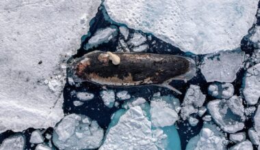 A polar bear sits on top of a whale trapped in ice.