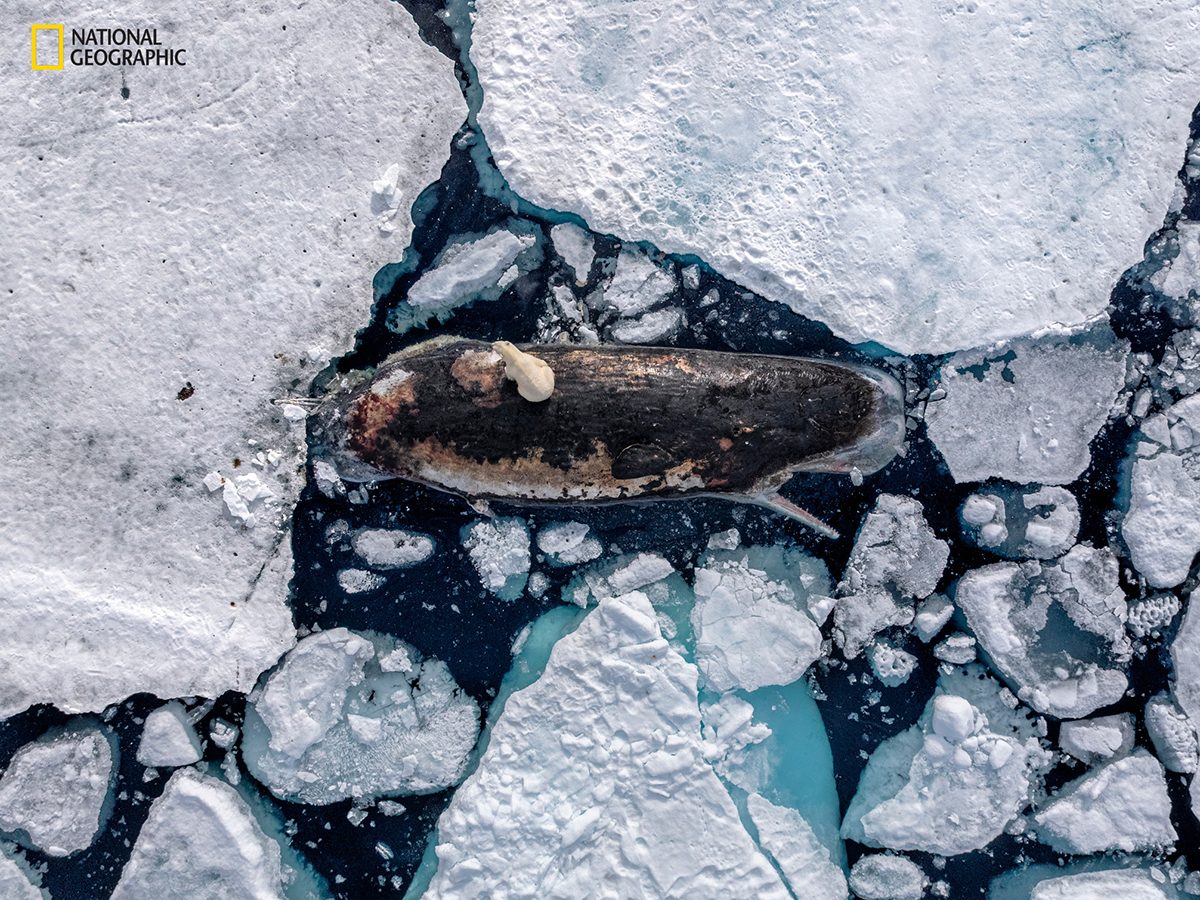 A polar bear sits on top of a whale trapped in ice.